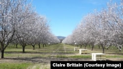 About 1.7 million bee colonies have been trucked into California from all over the country for the almond pollination season, which typically begins around Valentine’s Day.
