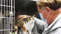 This Dec. 31, 2020 photo provided by Animal Shelter Assistance Program (ASAP) in Santa Barbara County shows Patches who had been missing since Jan. 9, 2018, and believed killed along with her owner in the Montecito debris flow disaster is seen at the Animal Shelter Assistance Program in Santa Barbara, Calif. on Monday, Jan. 11, 2021. Patches a calico was brought in as a stray last month and a microchip scan revealed her identity. (Jillian Title/Animal Shelter Assistance Program via AP)