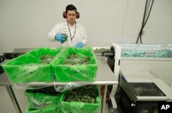 FILE - Devin Melnyk, a long-time marijuana grower and a consultant with Pure Sunfarms, demonstrates how to use a high-volume cannabis trimming machine at a massive tomato greenhouse being renovated to grow pot in Delta, British Columbia, Sept. 25, 2018.