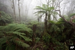 Cloudforest at around 1,600 meters on the Massif de la Hotte, Haiti, is home to many critically endangered amphibians and one of the highest priority sites for conservation worldwide.
