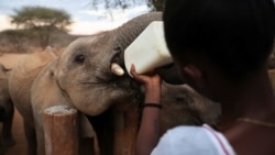 A keeper feeds an orphaned elephant with a bottle of milk, at the Reteti elephant sanctuary in Samburu county, Kenya, October 15, 2021. (REUTERS/Baz Ratner)