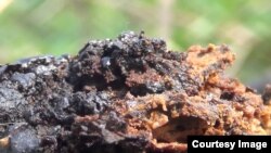 Kruks je toksični industrijski otpad koji nesnošljivo smrdi. Zakopan je, ali ga ima po raskopanim kanalima u industrijskom krugu. (Foto: CIN)