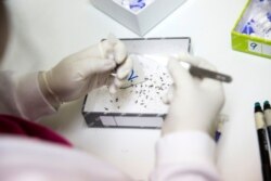 អ្នកស្រាវជ្រាវកំពុងពិនិត្យសត្វមូសដែលងាប់ នៅមន្ទីរស្រាវជ្រាវជំងឺគ្រុនចាញ់ Shoklo នៅតំបន់ Mae Sot ក្បែរព្រំដែនមីយ៉ាន់ម៉ានិងថៃ។ អស់រយៈពេលជាច្រើនទសវត្សរ៍មកហើយ មន្ទីរពិសោធន៍នេះបានព្យាយាម​លុប​បំបាត់​ប្រភេទមេរោគគ្រុនចាញ់ដែលសាុំនឹងថ្នាំនៅក្នុងតំបន់នេះ ដោយទទួលបានជោគជ័យ៩០ភាគរយ។