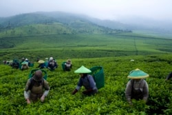 Pekerja memetik daun teh di perkebunan teh dekat Gunung Malabar di Pengalengan, Jawa Barat, 17 April 2008. (Foto: REUTERS/Beawiharta)