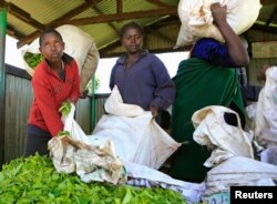 FILE - A youth delivers tea leaves for weighing in Nandi Hills, in Kenya's highlands region west of capital Nairobi, Nov. 5, 2014.