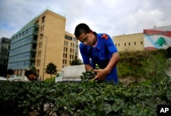 Syrian refugee Ibrahim al-Abd, 15, who fled with his family from Deir el-Zour, Syria, trims plants on a street in downtown Beirut, Lebanon, March 4, 2016.