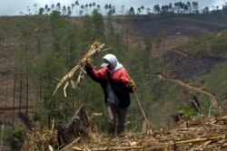 Sebuah desa mengumpulkan kayu bakar di hutan pinus di taman nasional Bromo Tengger di Lumajang, Jawa Timur pada 8 September 2009. (Foto: REUTERS/Sigit Pamungkas)