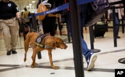 An explosives-detection dog sniffs as passengers go through a security checkpoint at Hartsfield-Jackson Atlanta International Airport ahead of the Thanksgiving holiday in Atlanta, Nov. 23, 2016.