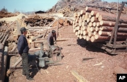 지난 2003년 5월 러시아 극동 아무르주 자린그라의 제재소에서 북한 벌목공들이 일하고 있다.