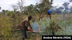 Un abatteur d'arbres sur le chantier de Missié-Missié dans le Pool, Congo-Brazzaville, 23 octobre 2018. (VOA/Arsène Sévérin)