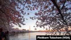 Views of Washington Monument, Cherry Blossoms and Tidal Basin. Washington,DC April 4, 2019.