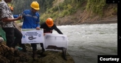 Fadly Y. Tantu Peneliti pada Fakultas Peternakan dan Perikanan UNTAD didampingi Staf PT. Poso Energi melakukan pelepasan Ikan Sidat yang telah ditandai di Sungai Poso. Sabtu, 27 Februari 2021. (Foto: Fadly Y. Tantu)