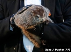 Groundhog Club co-handler John Griffiths holds Punxsutawney Phil, the weather prognosticating groundhog, during the 132nd celebration of Groundhog Day on Gobbler's Knob in Punxsutawney, Pa. Friday, Feb. 2, 2018.