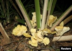 N. gardneri mushrooms are seen growing on the base of a young babassu palm in Gilbues, Brazil, in this undated handout picture.