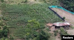 View of a marijuana field in the mountains of Tacueyo, Cauca, Colombia, Feb. 10, 2016.