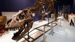 A 67-million-year old female Tyrannosaurus Rex is displayed at the National Museum of Natural History in Paris, Thursday, May 24, 2018. (AP Photo/Michel Euler)