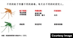 不同的蚊子传播不同的病毒（包括寨卡） 每天在不同的时段咬人 (美国疾病控制与预防中心)