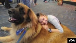 A youngster named Lexi, getting ready at Dulles International Airport for a trip with her mother to Switzerland, takes time to make friends with Aslan, a Leonberger who works as a therapy dog with People Animals Love. (D. Block/VOA)