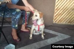 Predavanje Četiri šape - sve o psima