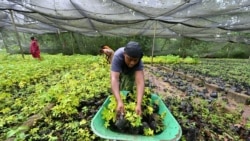 Une femme prépare des boutures pour le reboisement dans la forêt classée de Tene près d'Oumé, région du sud-ouest de la Côte d'Ivoire, le 19 mai 2021.