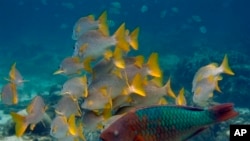 Many fish and other marine life are moving toward cooler waters because of climate change.