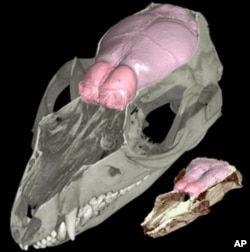 Jurassic mammals already had a large olfactory bulb for a sophisticated sense of smell.