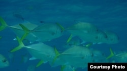 Perubahan di laut dan sistem iklim akibat pemanasan global dapat membuat ukuran ikan menyusut. (Foto: Halseike Creative Commons)