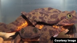 Researchers from Global Wildlife Conservation and Bolivia’s Alcide d’Orbigny Natural History Museum are attempting to successfully breed Romeo and Juliet - two critically endangered Sehuencas water frogs - in an effort to help save the species. (Photo: Te