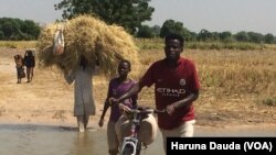 Matsalar da manoma shinkafa ke fuskanta a jihar Borno,Babu hanya