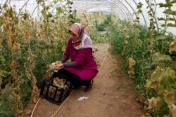 Ibu tunggal Irak Marwa Raed Taha, bekerja di pertanian, di kota Balad, Irak, 11 Mei 2021. (Foto: REUTERS/Saba Kareem)