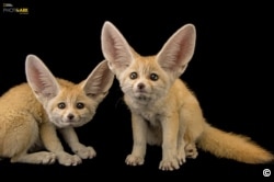 Fennec foxes at the St. Louis Zoo in Missouri. The smallest foxes in the world have enormous ears to cool them down as they traverse sand dunes in the Sahara, where they are common. Their cuteness makes them attractive to the wild-pet trade. (© Photo by Joel Sartore/National Geographic Photo Ark)