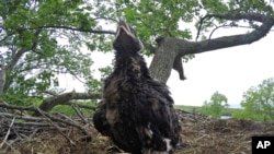 This 2017 photo provided by the Connecticut Department of Energy and Environmental Protection shows a baby bald eagle in a nest in a tree in Columbia, Conn. (Brian Hess/CT Deep via AP)