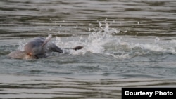 Dolphin baby and her mother raised by WWF in Mekong river, Cambodia (Courtesy: WWF)