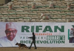 A Nigerian police officer walking with a sniffer dog inspects a rice pyramid during the launch of the largest rice pyramids in Abuja, Nigeria, Jan. 18, 2022.