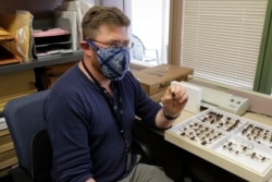 Sven Spichiger, an entomologist with the Washington State Department of Agriculture, poses for a photo with an Asian giant hornet sent from Japan, Monday, May 4, 2020, in Olympia, Wash. The insect, which has been found in Washington state, is the world's largest hornet, and has been dubbed the "Murder Hornet" in reference to its appetite for honey bees, and a sting that can be fatal to some humans. (AP Photo/Ted S. Warren)