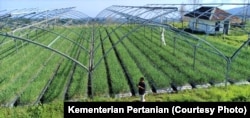 Indonesia melipatgandakan produksi bawang putih melalui program panen untuk benih sejak 2017. (Foto: Kementan)