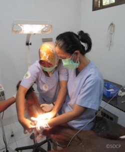 Para ilmuwan khawatir, virus Covid-19 yang diduga berasal dari kelelawar dan kemudian hijrah ke manusia, bisa dengan mudah menular ke jenis kera-kera besar, seperti gorila, simpanse, bonobo dan orangutan. (Foto: SOCP (Sumatran Orangutan Conservation Pr