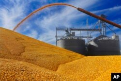 FILE - Central Illinois farmers deposit harvested corn on the ground outside a full grain elevator in Virginia, Ill., Sept. 23, 2015.