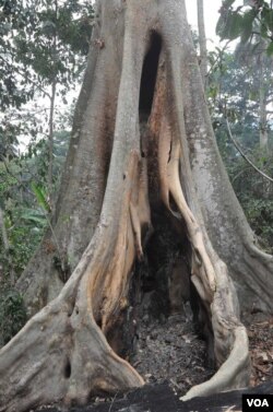 Emile Ouamouno, the first to die in the current Ebola outbreak, may have been infected by bats while playing in this hollow tree near his village of Méliandou, Guinea. (Fabian Leendertz/Robert Koch-Institute, Berlin)
