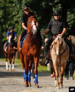 Triple Crown hopeful Justify is led to the track for a workout at Belmont Park, June 8, 2018, in Elmont, N.Y. Justify will attempt to become the 13th Triple Crown winner when he races in the 150th running of the Belmont Stakes horse race June 9.