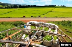 FILE - A truck is loaded with bags of tea leaves at a plantation in Nandi Hills, in Kenya's highlands region west of capital Nairobi, Nov. 5, 2014.