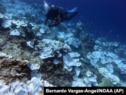 This May 2016 photo provided by NOAA shows bleaching and some dead coral around Jarvis Island, which is part of the U.S. Pacific Remote Marine National Monument.