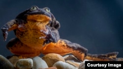 'Romeo," a male Sehuencas water frog. (Photo: Robin Moore, Global Wildlife Conservation)