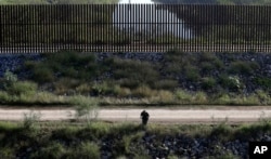 A U.S. Customs and Border Patrol agent searches for suspected illegal immigrants passing through the area in Hidalgo, Texas, Nov. 16, 2016.