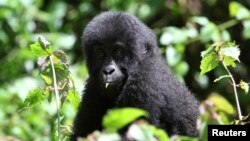 FILE - A young Grauer's gorilla is seen in the Kahuzi-Biega National Park in South Kivu, eastern Democratic Republic of Congo, Nov. 5, 2012.