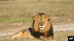Zimbabwe Lion Killed