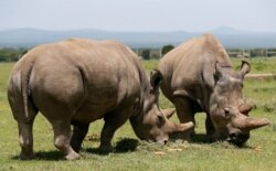 Najin, kanan, dan putrinya Fatou, dua betina badak putih utara terakhir, merumput di dekat kandang mereka di Konservasi Olpejeta di Taman Nasional Laikipia, Kenya, 31 Maret 2018, sebagai ilustrasi. (Foto: Reuters)