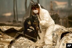 A search-and-rescue worker, looking for Camp Fire victims, carries Susie Q. to safety after the cadaver dog fell through rubble at the Holly Hills Mobile Estates, Nov. 14, 2018, in Paradise, Calif.