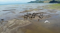 Uji Coba Pintu Air PLTA Poso akibatkan 60 persen lahan gembala ternak kerbau di desa Tokilo dan Tindoli, Pamona Tenggara terendam oleh luapan Danau Poso. Senin (9/11/2020). (Foto: VOA/Yoanes Litha)