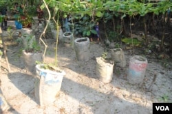 Vegetables such as gourds grow in salty soil flushed by monsoon rains and collected in plastic sacks. (Photo: A. Yee for VOA)